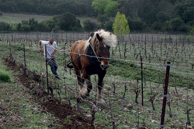 Cévennes cheval